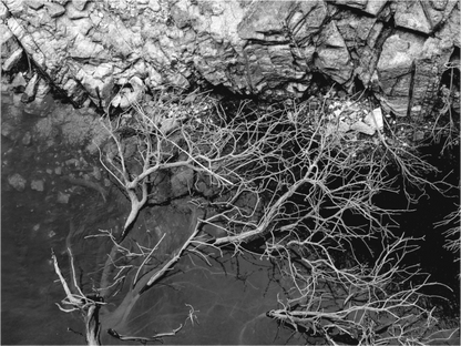 Main image Silêncio