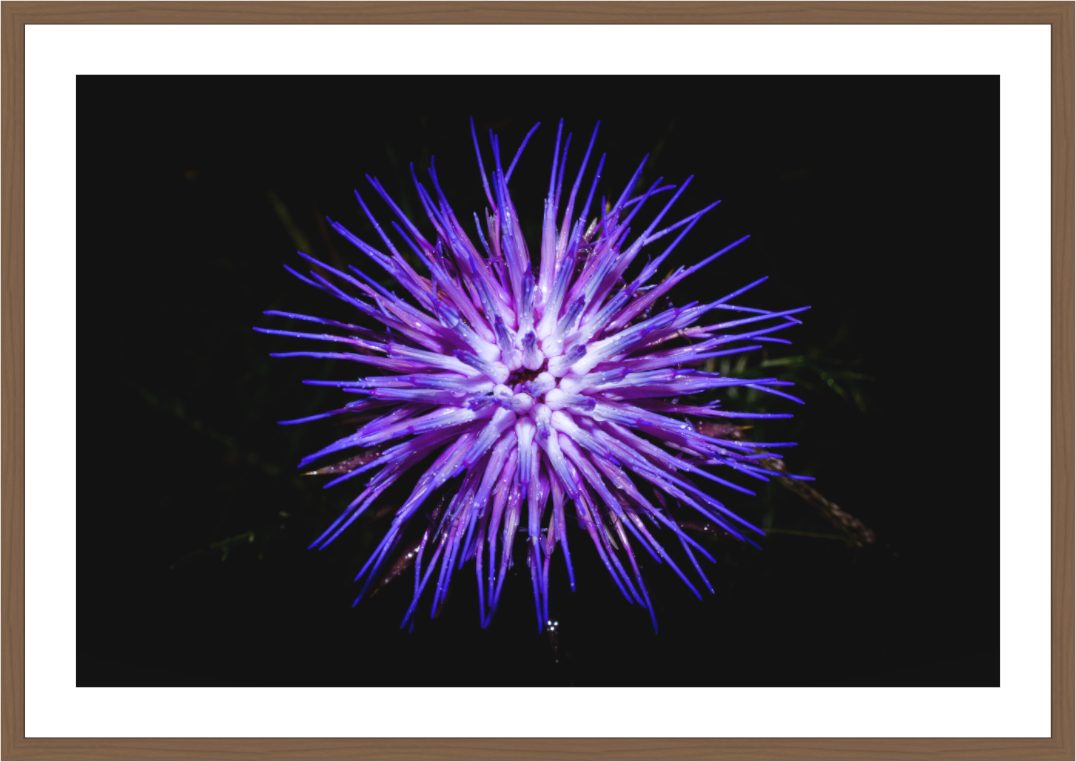 Cirsium