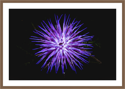 Cirsium