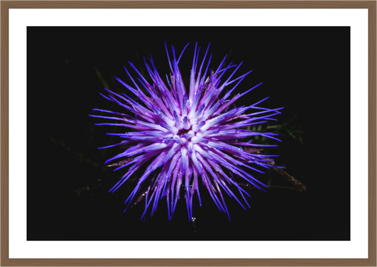Cirsium
