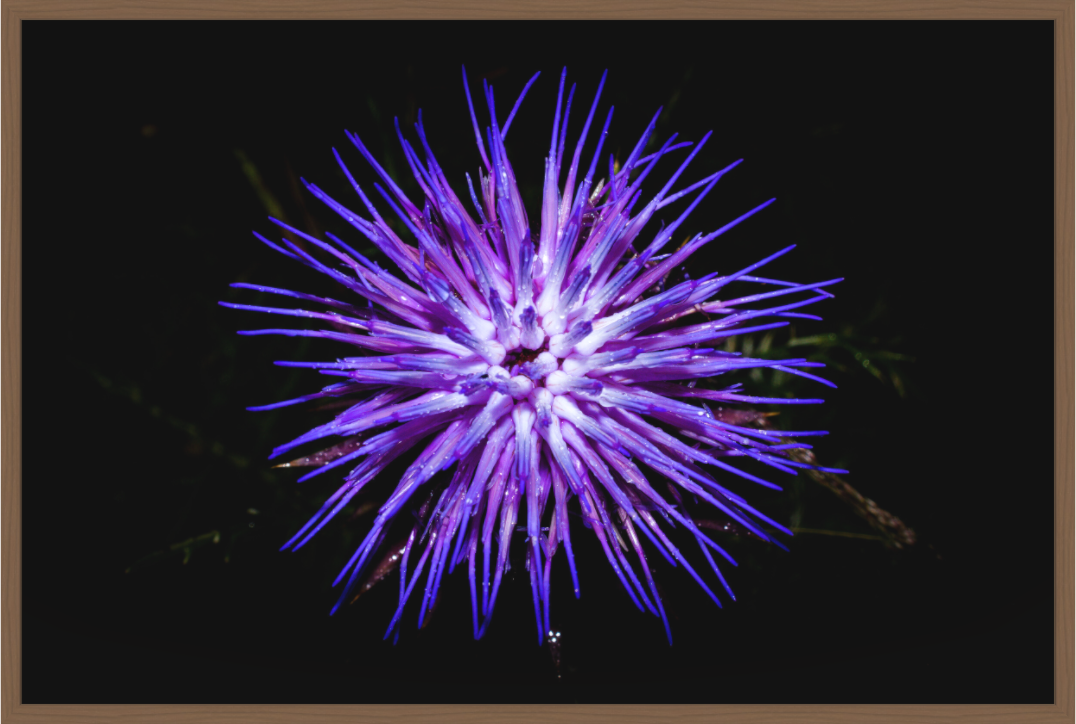 Main image Cirsium