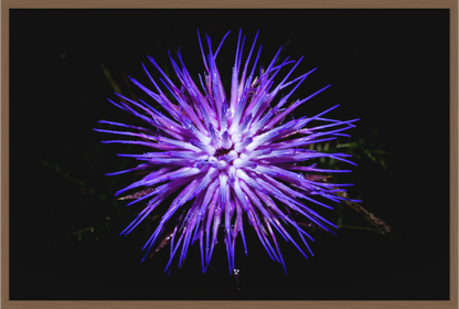 Main image Cirsium